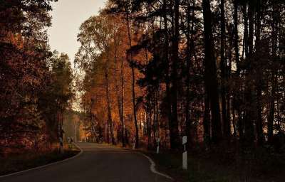 路 森林 桦木 秋天 红叶 晚上 秋天的颜色 曲线 景观