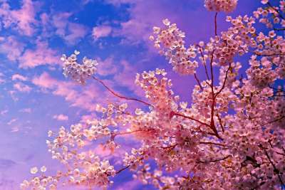 樱花 花 树 春天的时候 日本人 果园 季节性 樱花 樱花