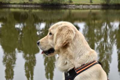 狗 金毛猎犬 母狗 动物 金毛猎犬塞雷纳 伴侣犬 犬类