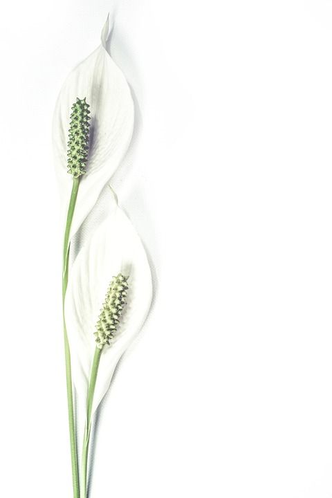 百合 花朵 白色的 盛开 一对 开花 植物群 植物 极简主义
