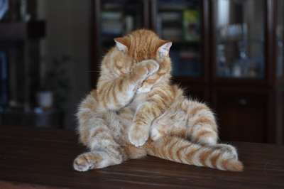猫 生姜 有条纹的 有趣的 姿势 耻辱 感到羞愧 偷走了 食品