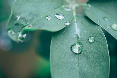 巧克力藤 树叶 雨滴 植物 绿色的树叶 叶子 水滴 特写