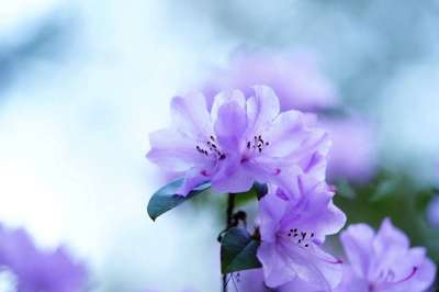 母亲节快乐 开花 投标 春天 大器晚成 紫色的 花 春天的花朵