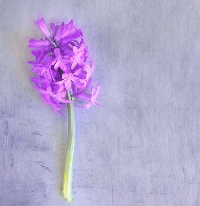 风信子 粉色的 花 开花 春天的花朵 香花 香 春天 作画