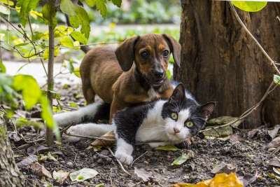 狗 猫 猫友谊 宠物 游戏 腊肠犬 动物 最喜欢的 可爱 小猫