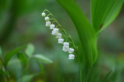大自然 植物 叶子 户外 花 银钟 山谷里的百合 春天 白色的花