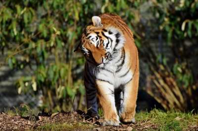 老虎 大猫 捕食者 野猫 虎头 舌头 危险的 高贵 大华