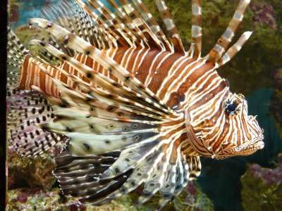 狮子鱼 鱼 太平洋狮子鱼 紫檀 蝶类 翼龙 水族馆 展示水族馆