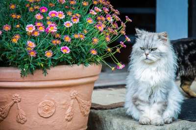 猫 波斯猫 家畜 品种猫 家猫