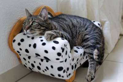 猫 甜 宿醉 老虎 Tigerle 家畜 年轻的猫 可爱的 猫眼