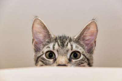 宿醉 鲭鱼 说谎 玩的小猫 家猫 家畜 可爱的 猫 猫宝宝