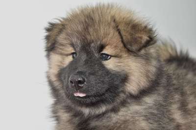 欧式小狗 女性 欧亚天空 狗 犬类 戴着黑色面具的狗