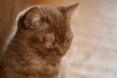 英国短毛猫 猫 小猫 家猫 眼睛 肖像 可爱的 猫眼 琥珀色