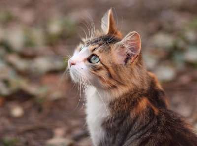 那只猫 猫似的 有色 动物 看 美丽