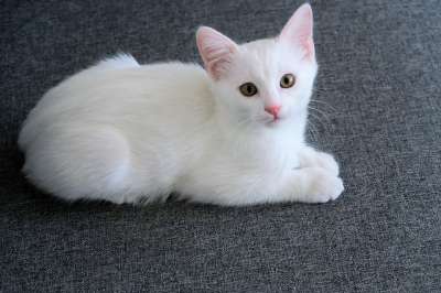 猫 动物 眼睛 可爱 宠物 婴儿 小的 哺乳动物 白色的