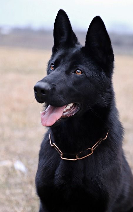 黑的德国牧羊犬 狗 纵向 美