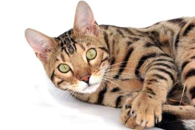 猫 孟加拉 宠物 小猫 品种 孟加拉小猫 美丽