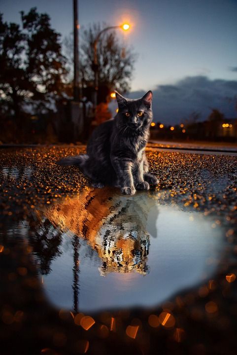 猫 老虎 水坑 动物 危险的 皮肤 光 夜 反射 真棒 雨