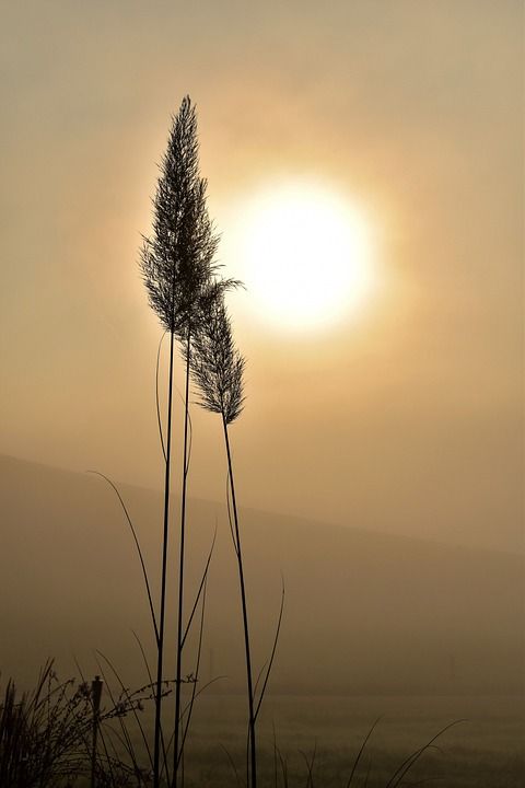 草 轮廓 太阳 日出 花朵 阳光 多雾路段 薄雾 早晨 情绪