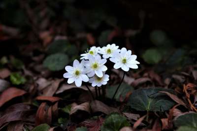 大自然 花 植物 叶子 户外 肝 野花 山 谷 春天