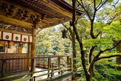 日本 景观 自然 户外的 日本风景 K 绿色 日本文化 寺