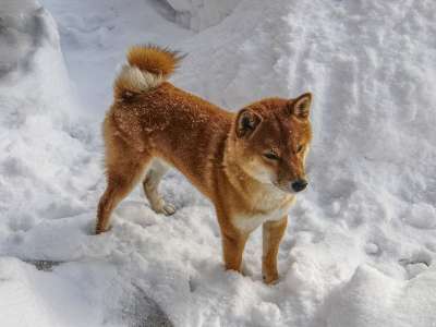 芝 柴犬 芝在雪地里 冬天 雪地里的狗 狗在冬天 动物 家畜 狗