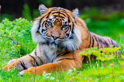 老虎 捕食者 猫 自然