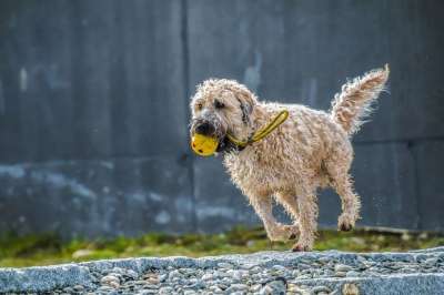 狗 跑步 飞跃 玩 湿狗 湿的 动物 轻易取胜 梗犬 乐趣