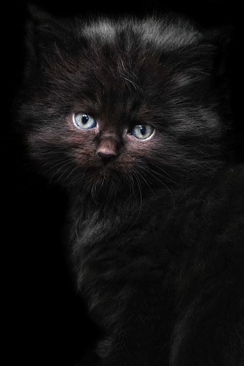 猫 猫孩子 缅因浣熊 猫肖像 小猫 猫宝宝 黑猫 年轻的猫