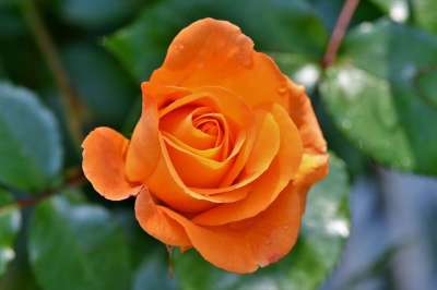 玫瑰 花 橙玫瑰 玫瑰绽放 花瓣 玫瑰花瓣 盛开 开花 花园