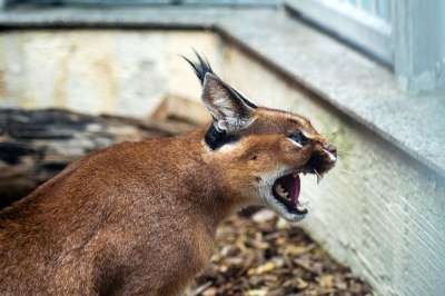 沙漠猞猁 狞猫 狞狞 Kalaharia 大猫 猫 野猫 动物
