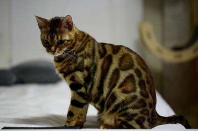 猫 孟加拉猫 宝贝猫 动物 孟加拉 宠物 猫的图片 微妙的组合