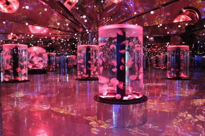 水母 Jellyfish 科技感