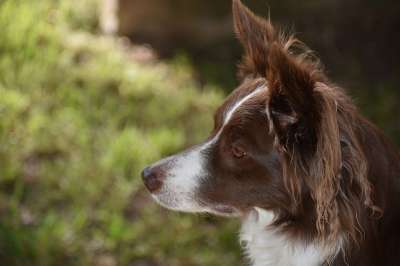 边境牧羊犬 狗 宠物 动物 犬类 毛皮 鼻子 哺乳动物 狗肖像
