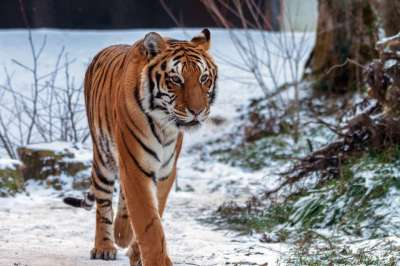 老虎 有色 野猫 捕食者 自豪地 力量 自然 动物 猫