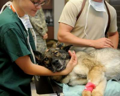 兽医 诊所 狗 病人 动物 犬类 欣慰的 关心 药品 医疗的