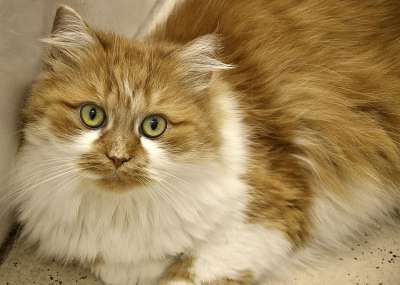 猫 长发 家猫 猫眼 家畜 短毛猫 长毛猫 猫肖像 可爱的猫咪