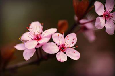 樱花 花 树 枝杈 雌蕊 花瓣 日本人 花园 春天的时候