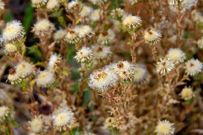蓟 植物 鲜花 干的 秋天 羽毛笔 荆棘 种子 再生产 花园