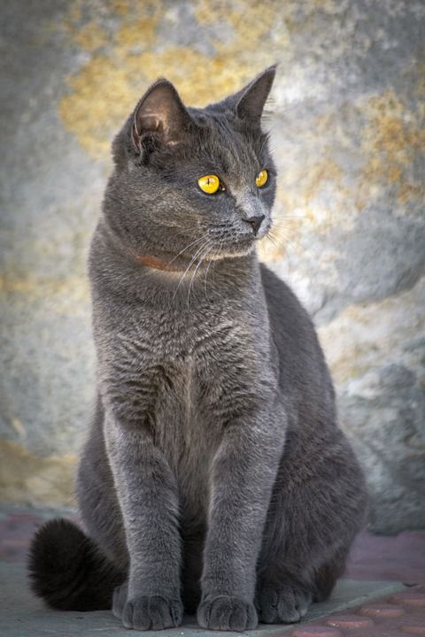 猫 吉祥物 肖像 眼睛 猫科动物