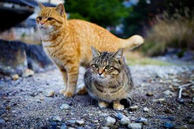 猫 日本 动物 小猫