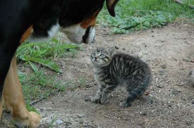 猫 年轻 狗 遇到 闻闻 恐惧 吓唬 警告 威胁