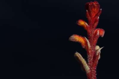 袋鼠的爪子的工厂 花蕾 天鹅绒般 红色的 橙色的 异常