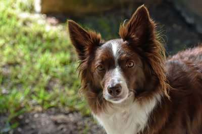边境牧羊犬 狗 宠物 犬类 动物 毛皮 鼻子 哺乳动物 狗肖像