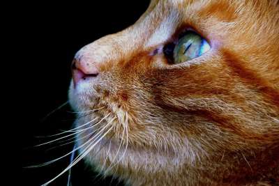 猫 家畜 动物 家猫 猫脸 Katzenkopf 头 野生动物