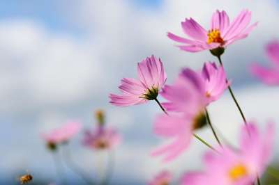 宇宙 花 野花 植物 花瓣 花卉园 大自然 贴上 秋季 夏天