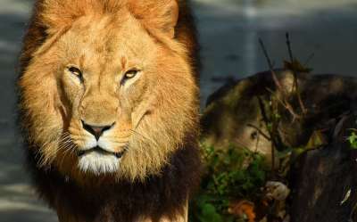狮子 捕食者 危险的 鬃毛 大猫 男性 动物园 野生动物 非洲