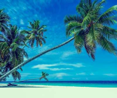 棕榈树 海滩 沙 天堂 假期 洗澡 海 沙滩 海洋 夏天