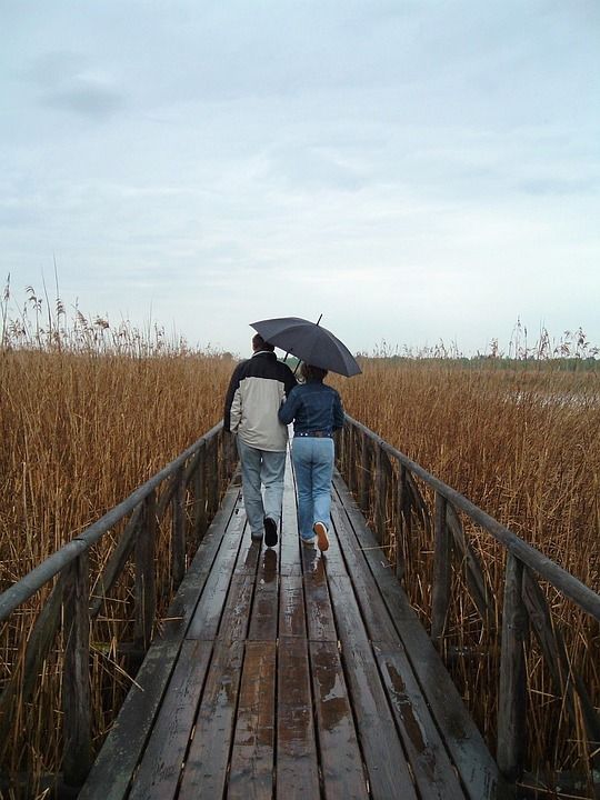 小路 很少 雨伞 走 散步 自然 一起 作为情侣 网络 雨