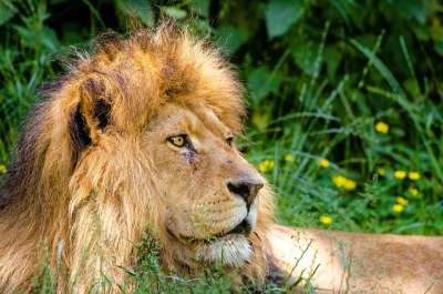 非洲狮 狮子 男性 鬃毛 懒惰的 猫 动物 捕食者 动物园